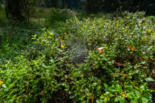 istock A bush of blueberries growing in the forest 846083166