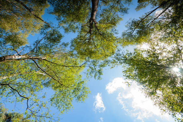 istock Green leaves in tree, seen from below, against a bright sunny sky 846083186