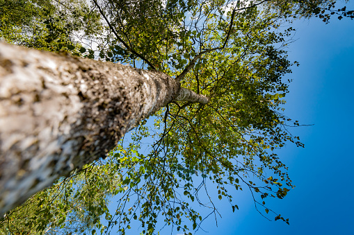 Branches of trees in the view from below into the sky with clouds and blue sky