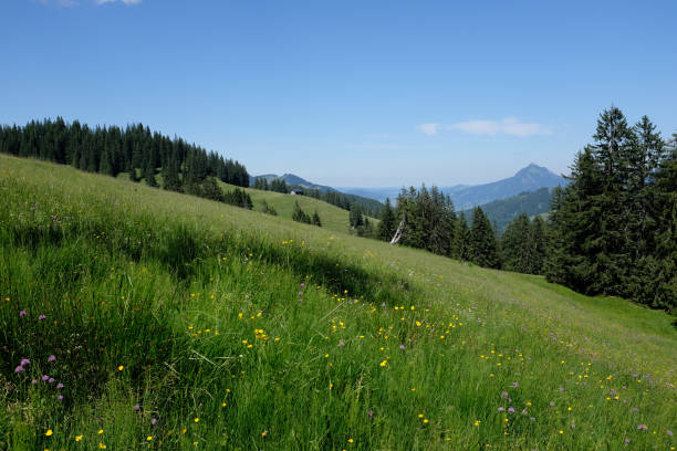 istock Bavarian Alps with mountain view and meadows in the Allgau 846086668