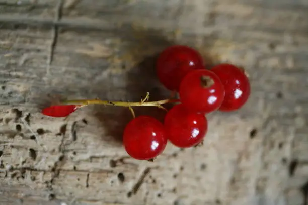 Small bunch of redcurrnats attached to stalk on a wood background