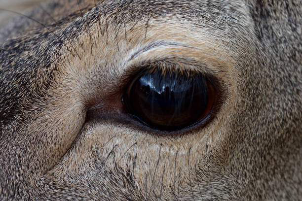 The eye of an iberian deer with his intense gaze.