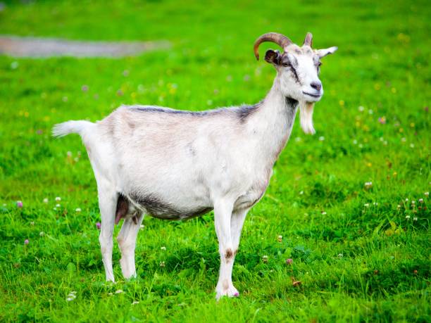 istock White goat standing in the green grass 846096856