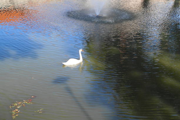 Swan in the beautiful lake and landscape sunbeam