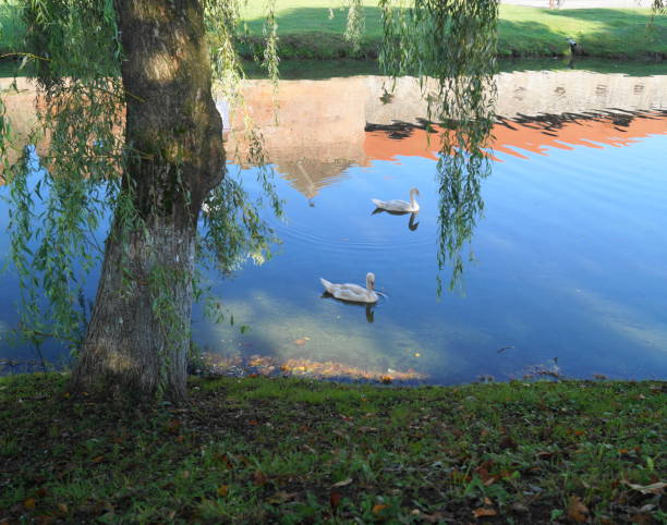 istock Beautiful white swans on the lake 846099390