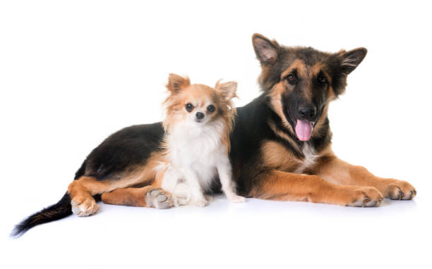 istock puppy german shepherd and chihuahua 846099624