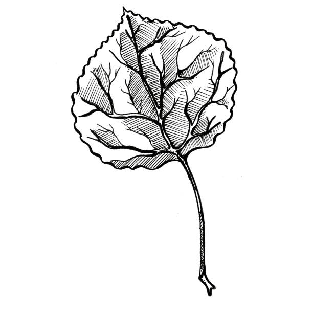 ilustrações de stock, clip art, desenhos animados e ícones de aspen leaf - aspen highlands