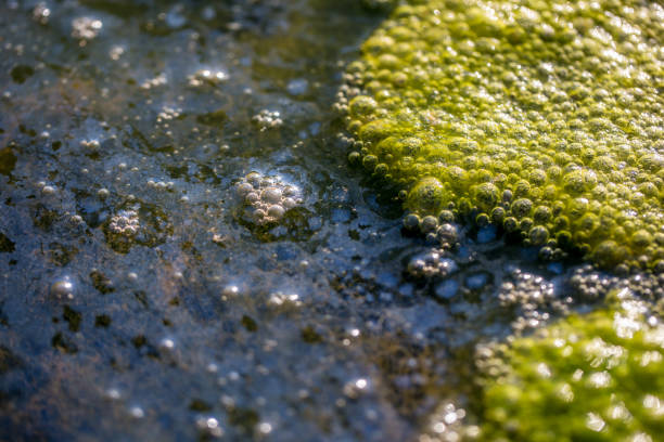 algen im verschmutzten wasser - algae slimy green water stock-fotos und bilder