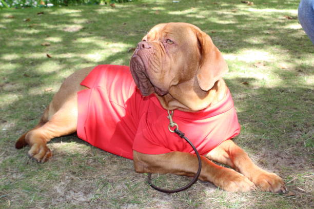 istock Mastiff French 846109818