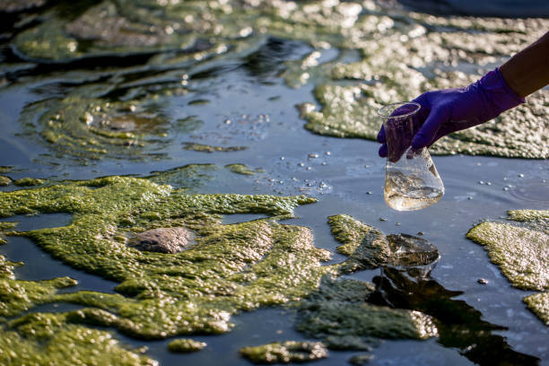 ecologyst tomar uma amostra de água - water pollution - fotografias e filmes do acervo