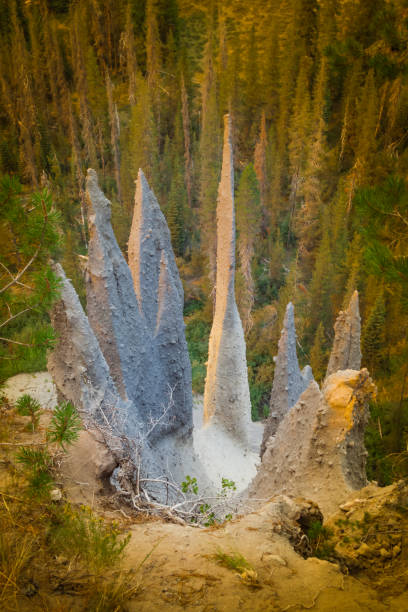 istock Crowns of the Forest 846113010