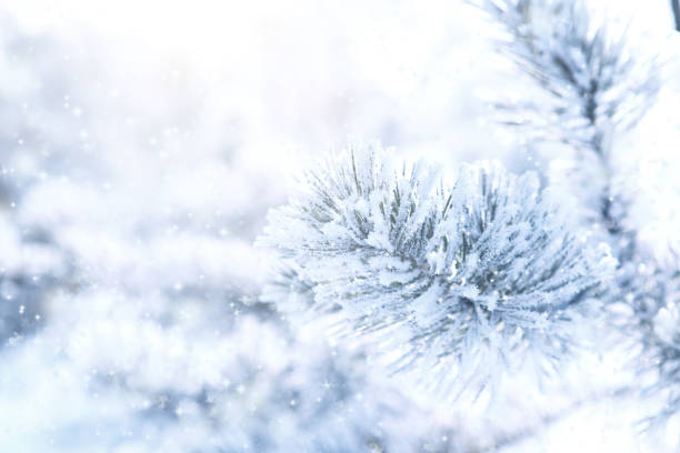 istock Frozen branch of pine covered with snow 846115776
