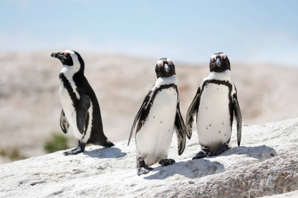 pinguine afrikanischen drei felsbrocken strand simons town cape ozean küste - granite travel stock-fotos und bilder