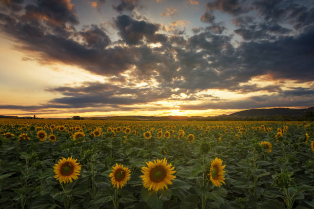 istock Sunflower field at sunset 846124326
