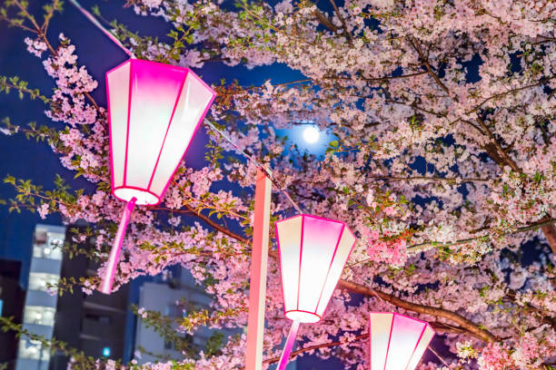 istock Cherry blossoms at night and full moon 846126880