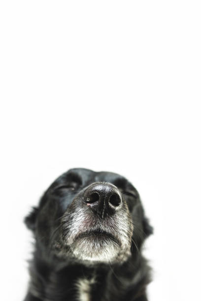 Sorious dog stock photo