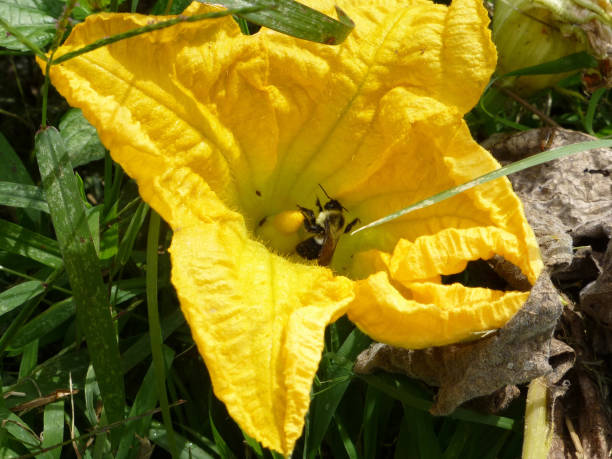 istock Bumblebee in Pumpkin Blossom 846134664