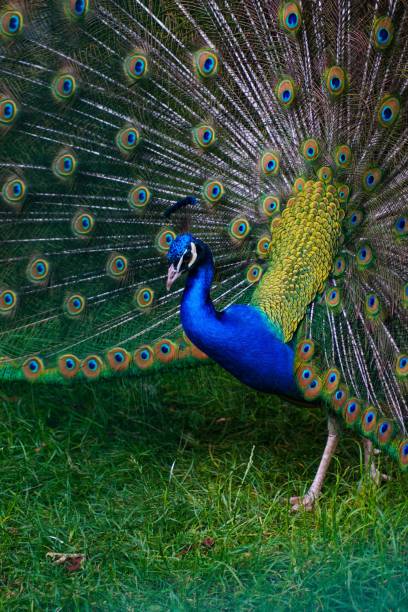 istock Colourful peacock showing off its tail 846135070