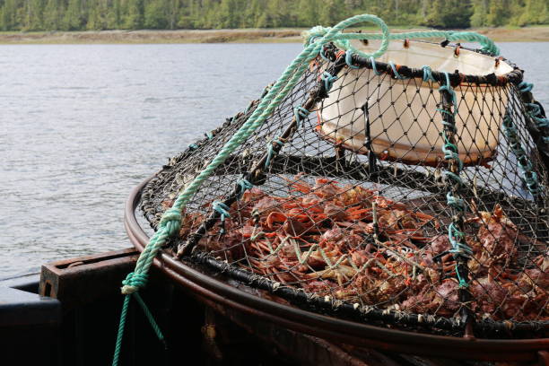 trampa de la pesca de cangrejo - alaskan king crab fotografías e imágenes de stock
