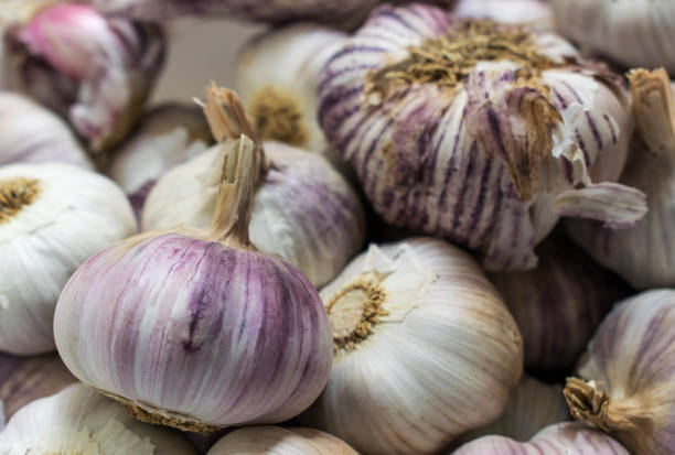 istock Many whole purple Garlic inside of a basket 846136110