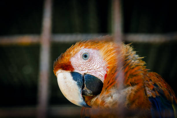 Scarlet macaw making eye contact from inside his cage in captivity close up portrait curious look