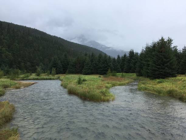 istock Salmon in the Chilkoot River 846139142