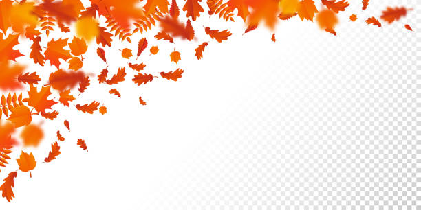 herbst blätter fallen muster autumanl fallende blätter auf transparenten hintergrund vektor - autumn leaf falling panoramic stock-grafiken, -clipart, -cartoons und -symbole