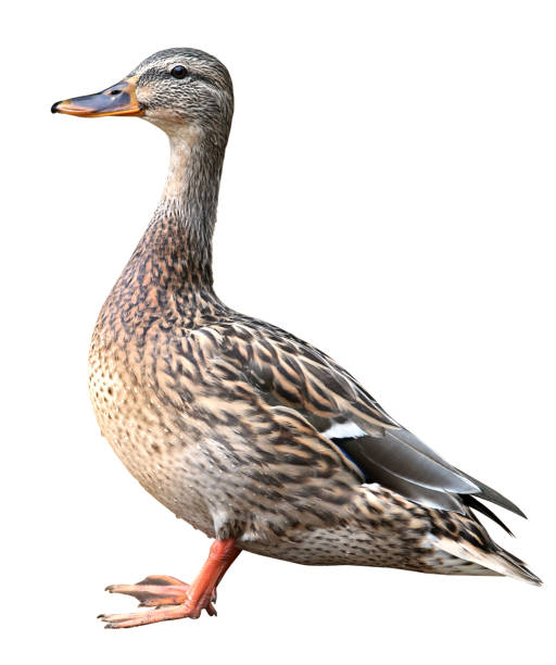 istock Female Mallard with clipping path, standing in front of isolated on white background 846144588
