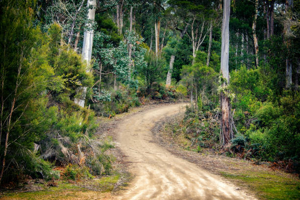 Bush Road Dirt road through the bush in rural Victoria Gippsland Lakes district australian bush stock pictures, royalty-free photos & images