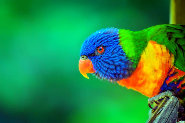 regenbogen lorikeet (trichoglossus moluccanus) - tropenvogel stock-fotos und bilder