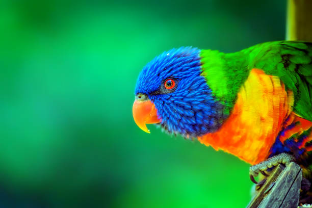 Rainbow Lorikeet  (Trichoglossus moluccanus) Close up portrait of a rainbow lorikeet lorikeet photos stock pictures, royalty-free photos & images