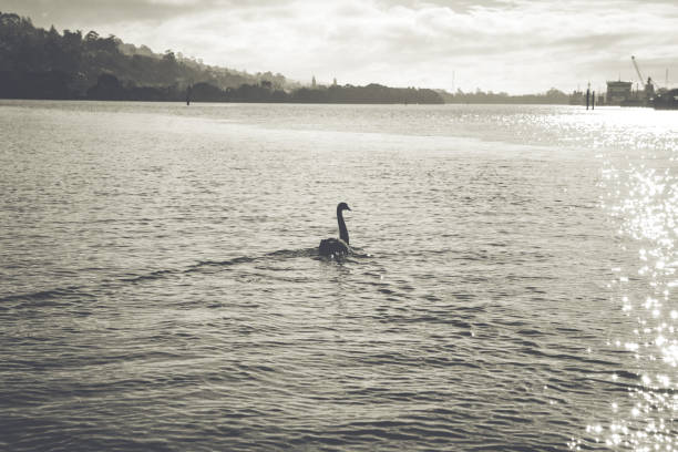 Birds on the River
