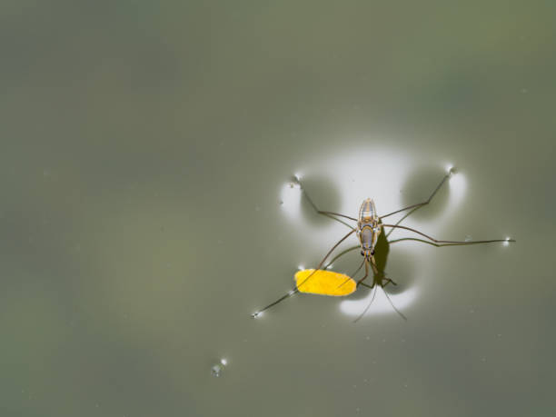 istock The Water Insect Light around Perched on Old Leaf 846152264