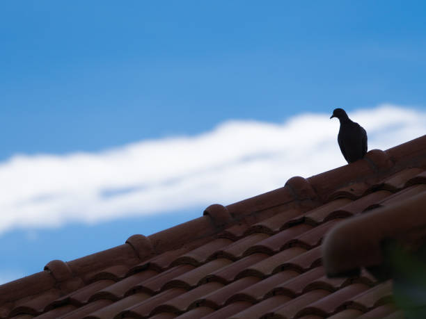 istock The Pigeon Standing Calm 846155320