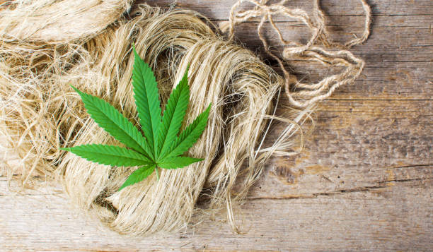 istock Marijuana leafs on top of hemp fibers 846157784