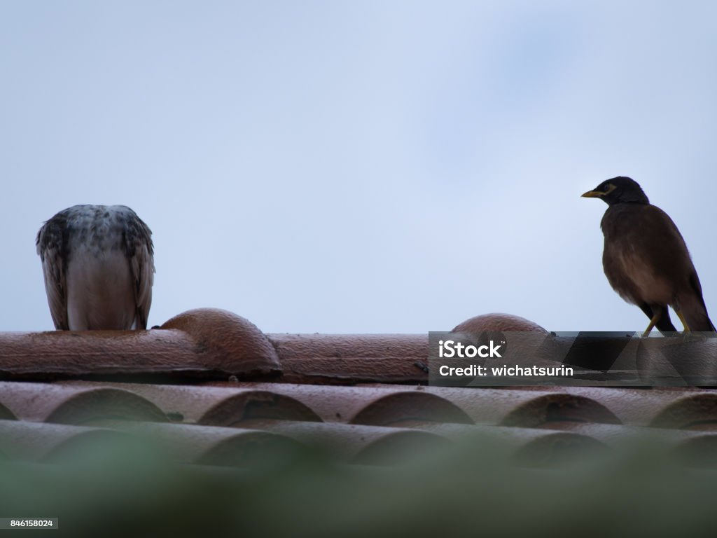 Starlings Looked At The Pigeon No Head Stock Photo - Download Image Now -  Animal, Animal Body Part, Animal Head - iStock