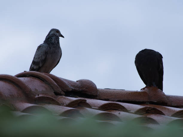 istock Pigeons has One Head and No Head 846158628