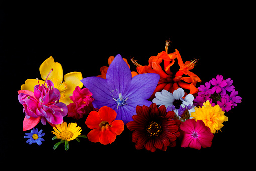 Many flowers of different species and colors on black background.