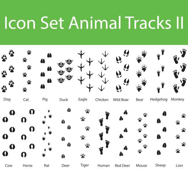 значок установить животных треки ii - animal track stock illustrations