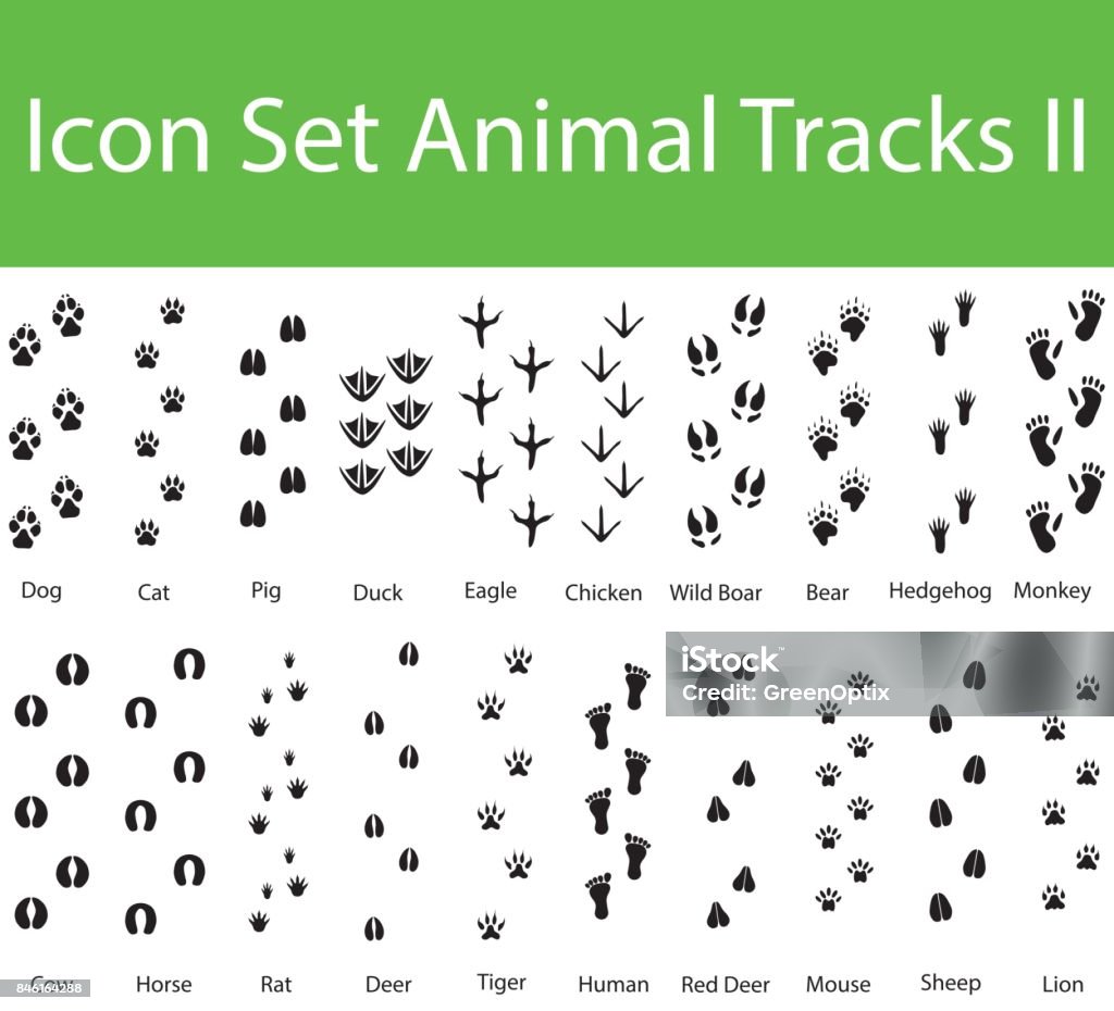 Icon Set Animal Tracks II Icon Set Animal Tracks II with 20 icons for the creative use in graphic design Animal Track stock vector