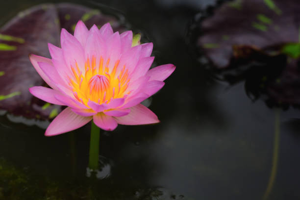 istock Beautiful lotus flower floating on water 846164748