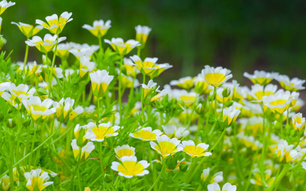 istock Small yellow white decorative flowers 846167722