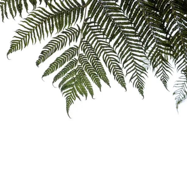 Ponga or Silver tree-fern leaves isolated on white background