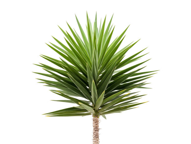 pianta di yucca verde isolata su bianco - yucca foto e immagini stock