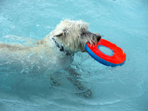 istock Westie in the pool carrying back his toy 846168466