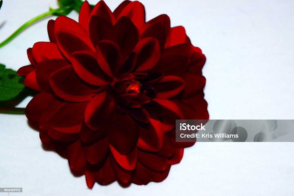 La Dalia Negra Agrandada Con Floración De La Flor De Color Mejorada Foto de  stock y más banco de imágenes de Color - Tipo de imagen - iStock