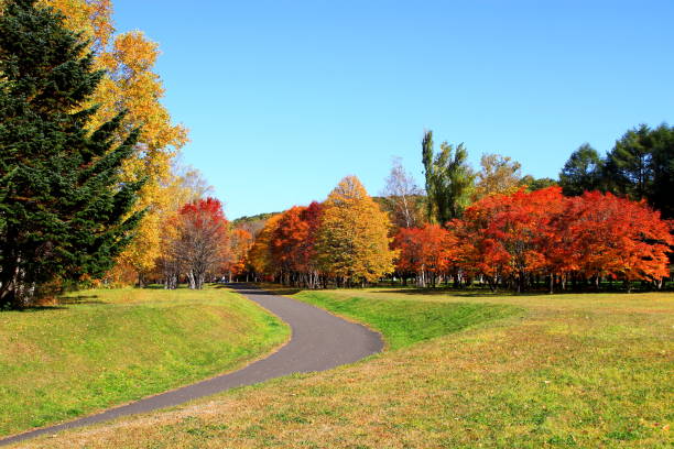 istock Park in Sapporo in autumn 846169152