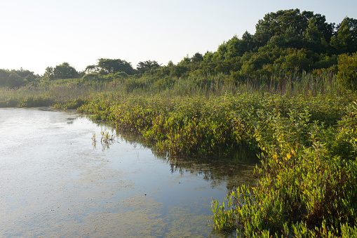 Pond in Cape May Point State Park, New Jersey, USA