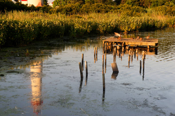 istock Reflection of Cape May Lighthouse with Birds on Deck 846175288