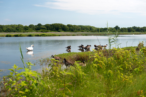 Swan and dusks at Cape May Point State Park, New Jersey, USA